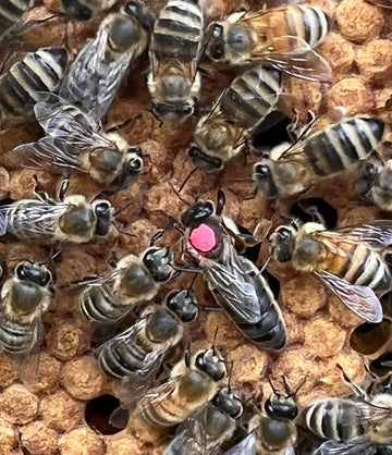 Queen Bees